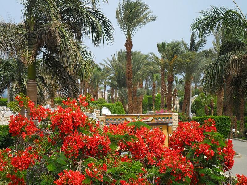 Jasmine Village Hurghada Bagian luar foto